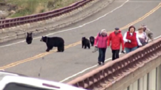 Des touristes s’approchent trop près d’une famille d’ours