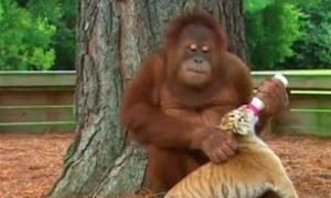 Un orang-outan nourrit des bébés tigres
