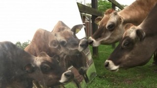 L’animal est une personne, Replay du 23 Novembre 2015